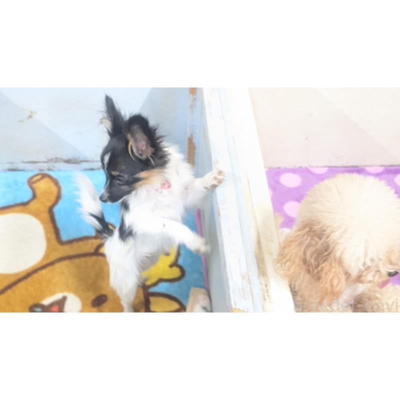 成約済の熊本県のパピヨン-417165の2枚目