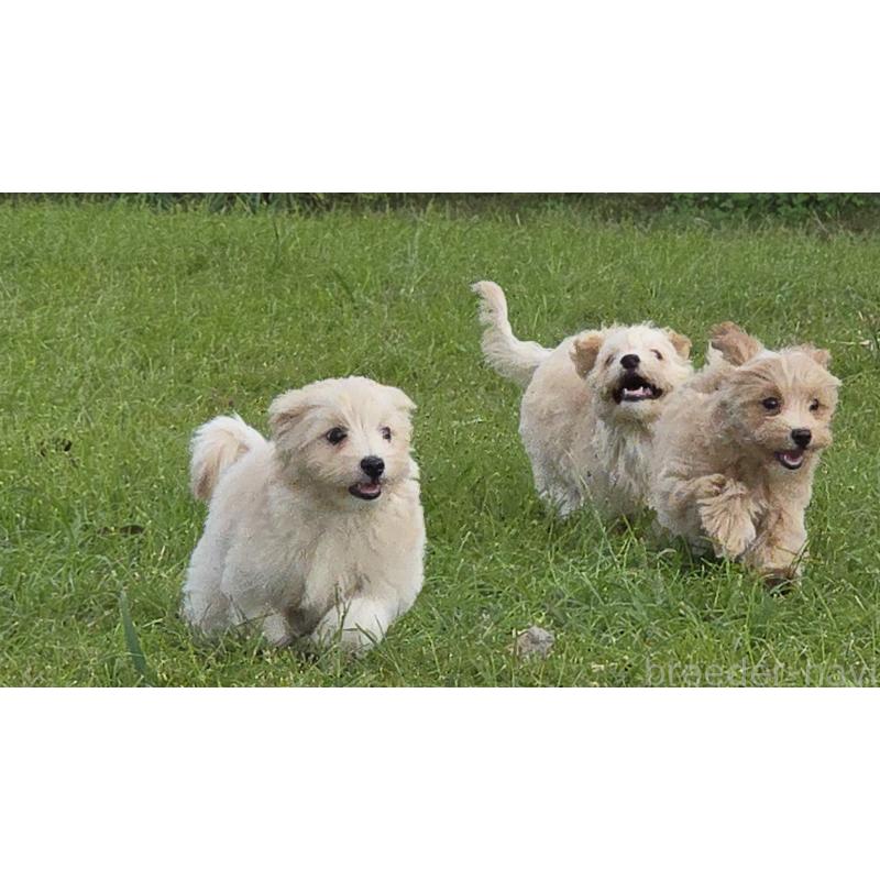 商談中の鹿児島県のマルプー:マルチーズ×トイプードル-412340の2枚目