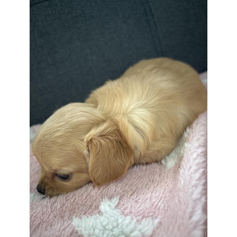 販売中の熊本県のマルプー:マルチーズ×トイプードル-425091の4枚目