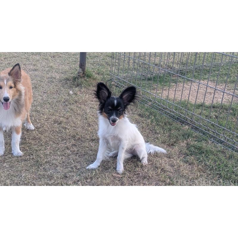 販売中の熊本県のパピヨン-398112の4枚目