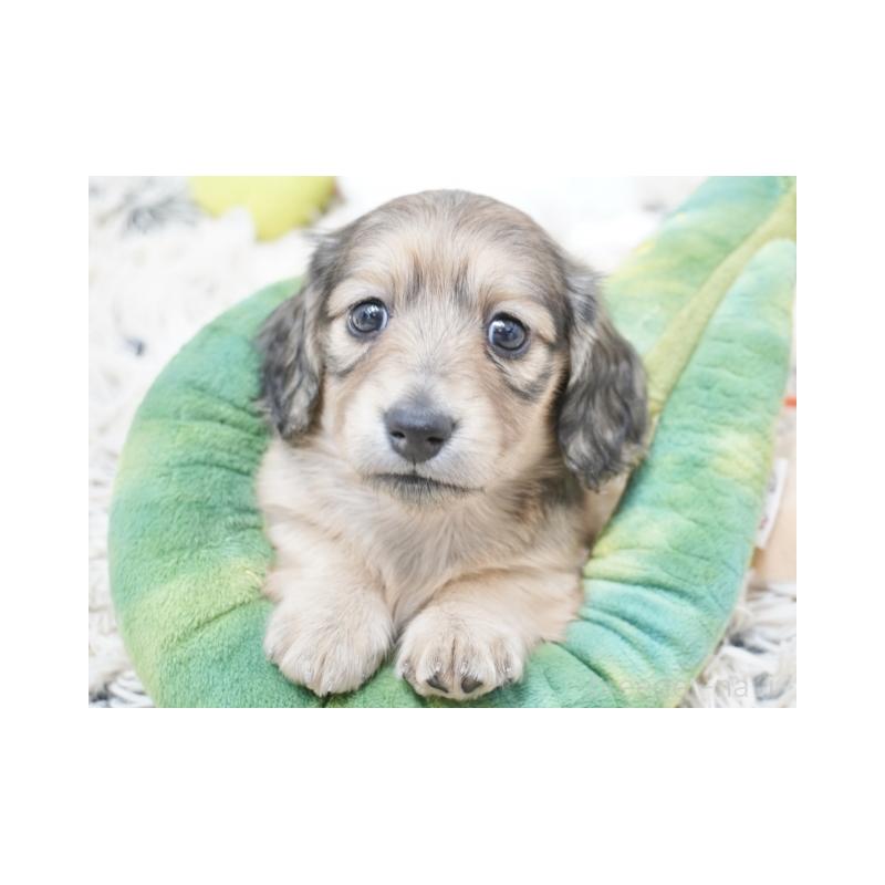 販売中の兵庫県のカニンヘンダックスフンド(ロングヘアード)-425092