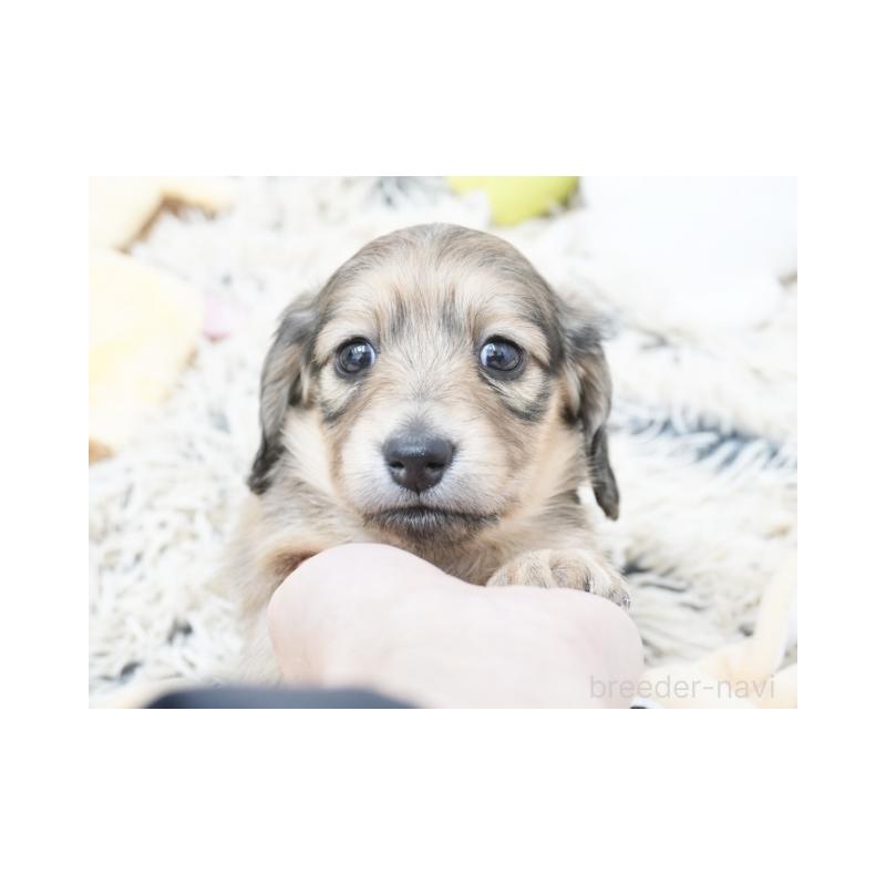 販売中の兵庫県のカニンヘンダックスフンド(ロングヘアード)-425092の3枚目