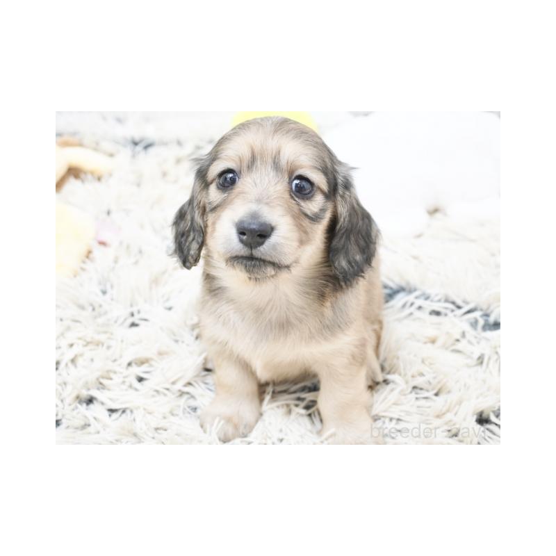 販売中の兵庫県のカニンヘンダックスフンド(ロングヘアード)-425092の2枚目