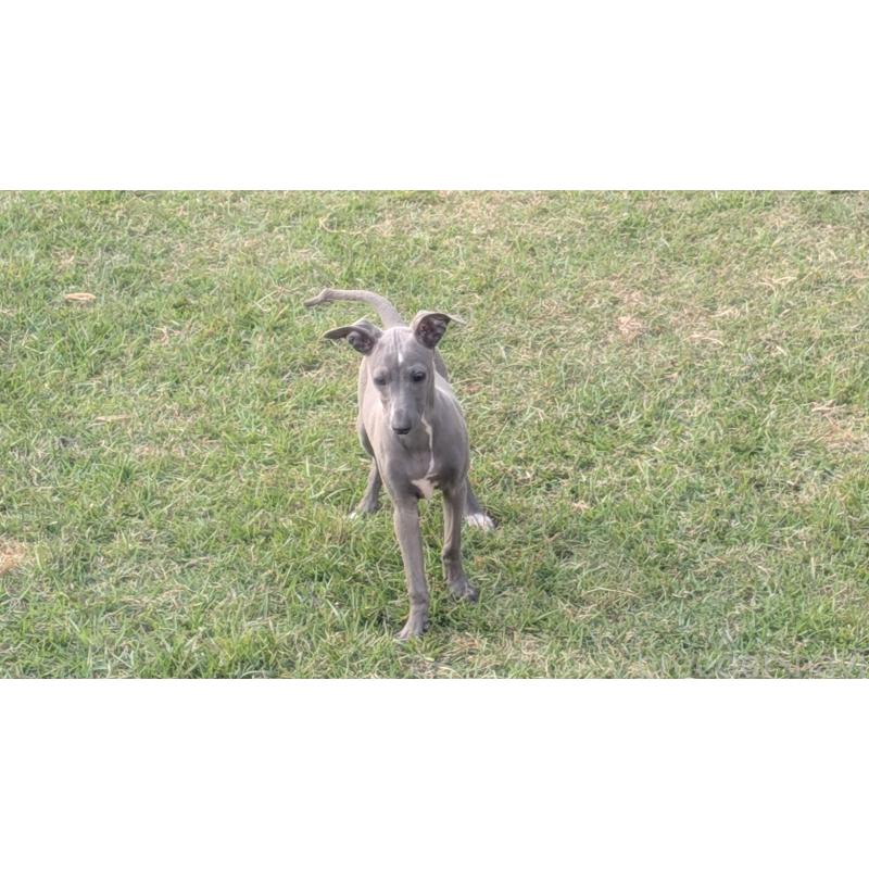 販売中の熊本県のイタリアングレーハウンド(イタグレ)-419262の4枚目
