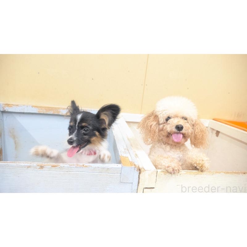 成約済の熊本県のタイニープードル-421471の3枚目