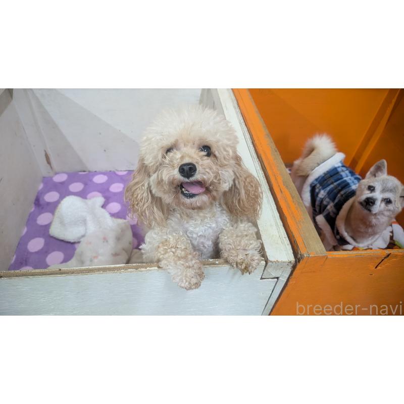 成約済の熊本県のタイニープードル-421471の2枚目