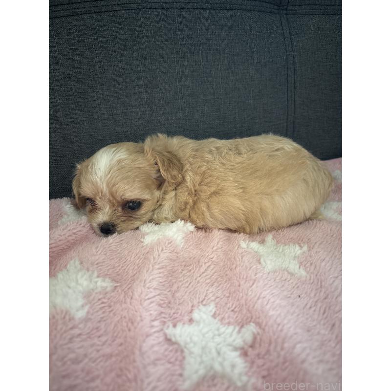 販売中の熊本県のマルプー:マルチーズ×トイプードル-425093の4枚目