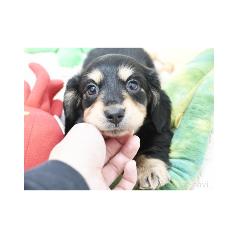 販売中の兵庫県のミニチュアダックスフンド(ロングヘアード)-425094の3枚目