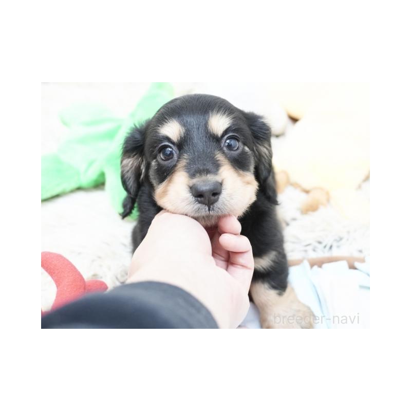 販売中の兵庫県のミニチュアダックスフンド(ロングヘアード)-425094の2枚目