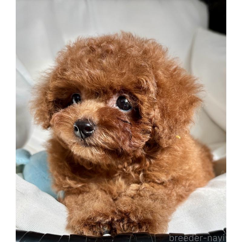販売中の千葉県のタイニープードル-419372の1枚目