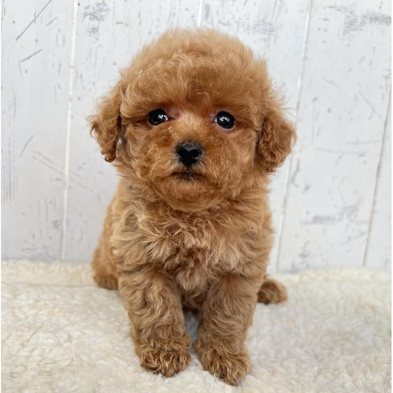 販売中の千葉県のトイプードル-425097