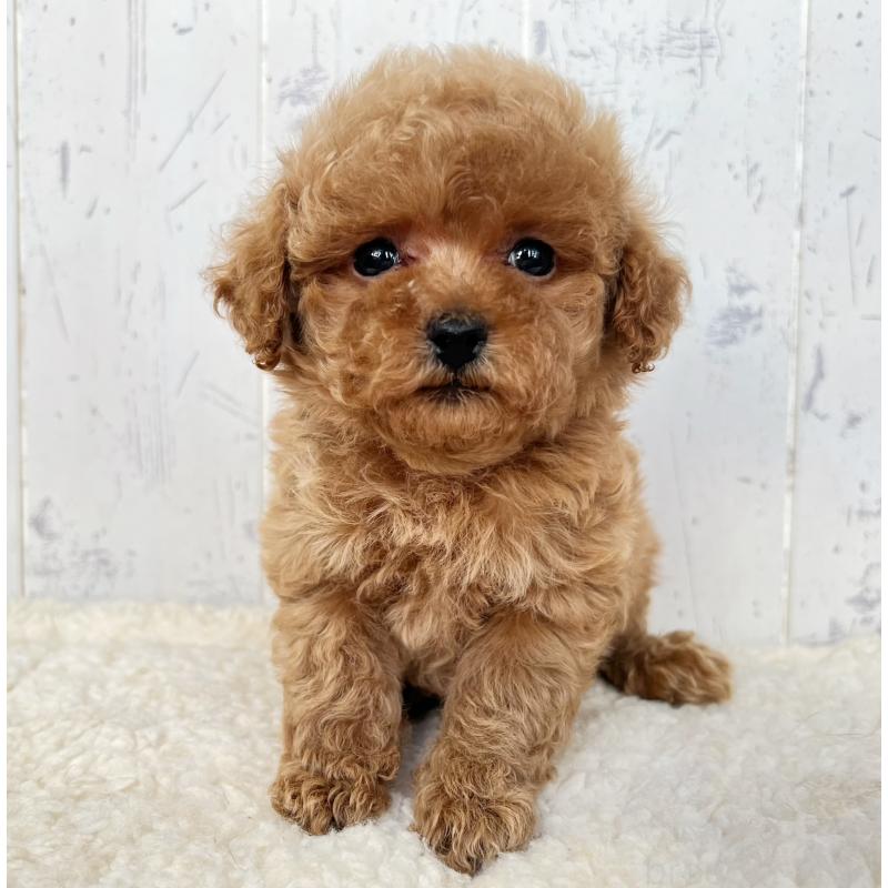 販売中の千葉県のトイプードル-425097の5枚目