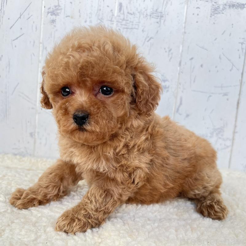 販売中の千葉県のトイプードル-425097の4枚目