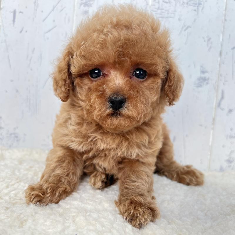 販売中の千葉県のトイプードル-425097の3枚目