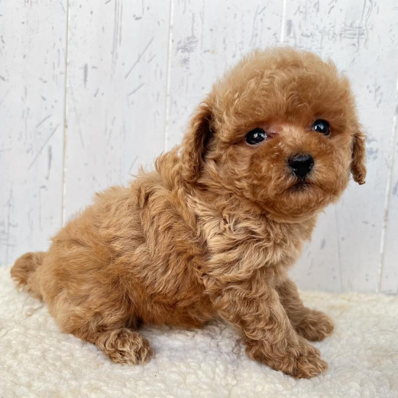 販売中の千葉県のトイプードル-425097の2枚目