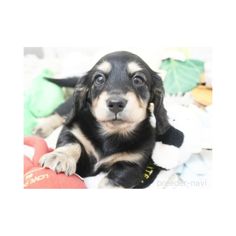 販売中の兵庫県のミニチュアダックスフンド(ロングヘアード)-425095の1枚目