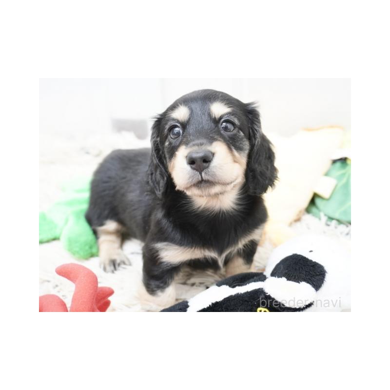 販売中の兵庫県のミニチュアダックスフンド(ロングヘアード)-425095の3枚目