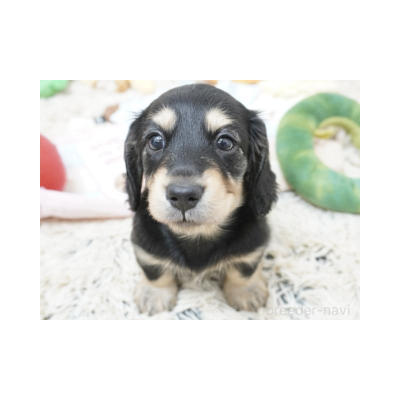 販売中の兵庫県のミニチュアダックスフンド(ロングヘアード)-425095の2枚目