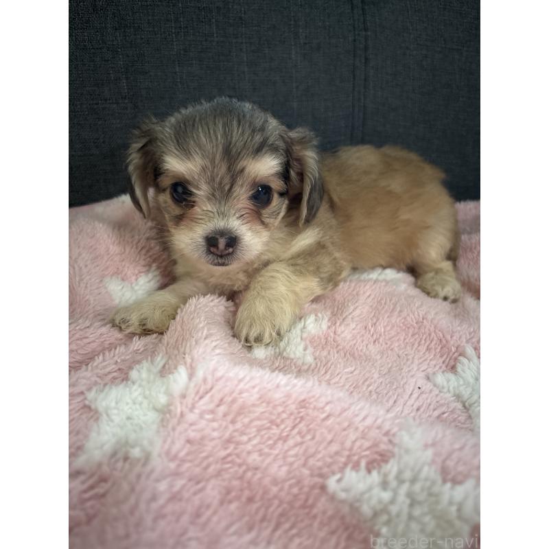 販売中の熊本県のマルプー:マルチーズ×トイプードル-425096の4枚目