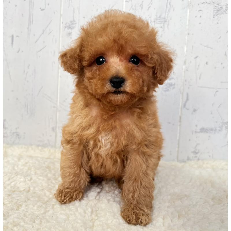 販売中の千葉県のトイプードル-425099の1枚目