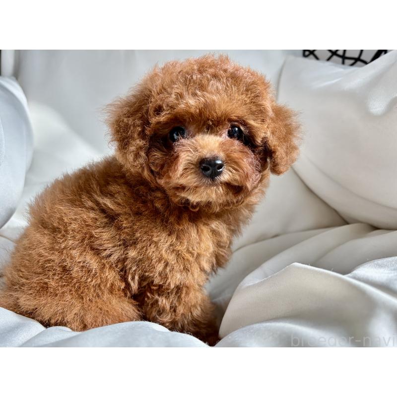 販売中の千葉県のタイニープードル-419372の3枚目