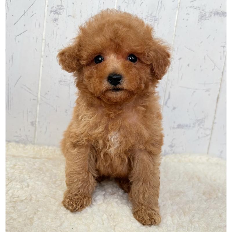 販売中の千葉県のトイプードル-425099の5枚目