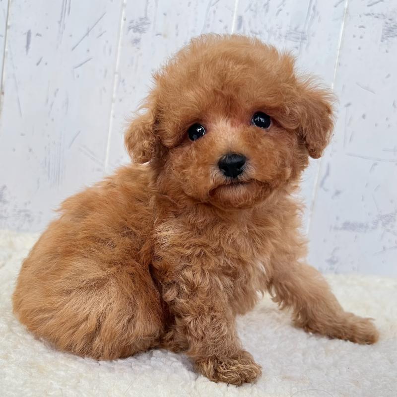 販売中の千葉県のトイプードル-425099の4枚目