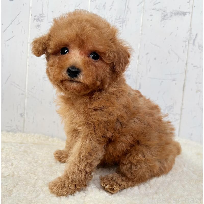 販売中の千葉県のトイプードル-425099の3枚目