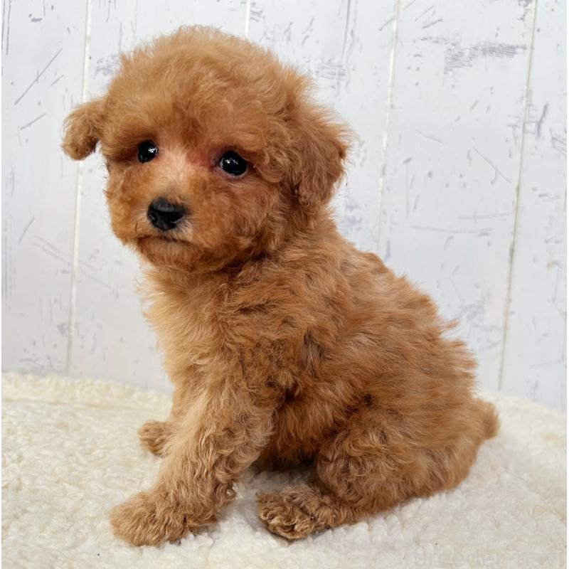 販売中の千葉県のトイプードル-425099の2枚目