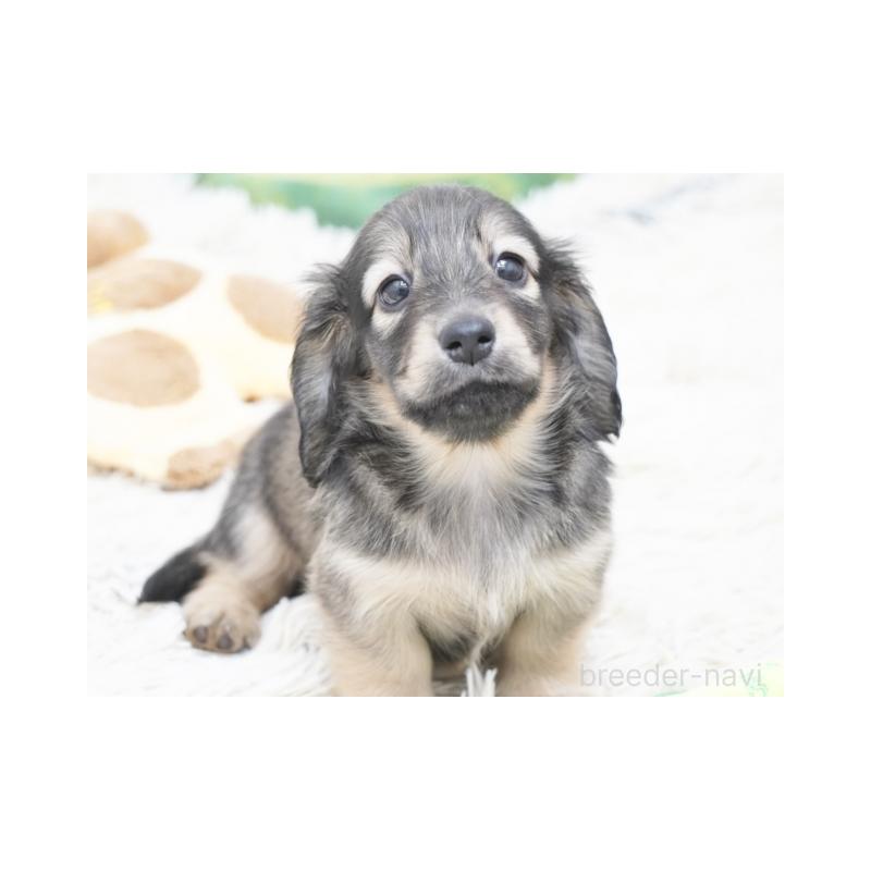 販売中の兵庫県のミニチュアダックスフンド(ロングヘアード)-425098の1枚目