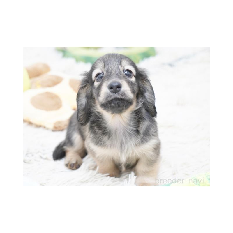 販売中の兵庫県のミニチュアダックスフンド(ロングヘアード)-425098の2枚目