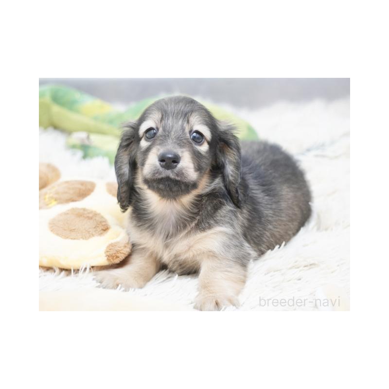 販売中の兵庫県のミニチュアダックスフンド(ロングヘアード)-425098の3枚目