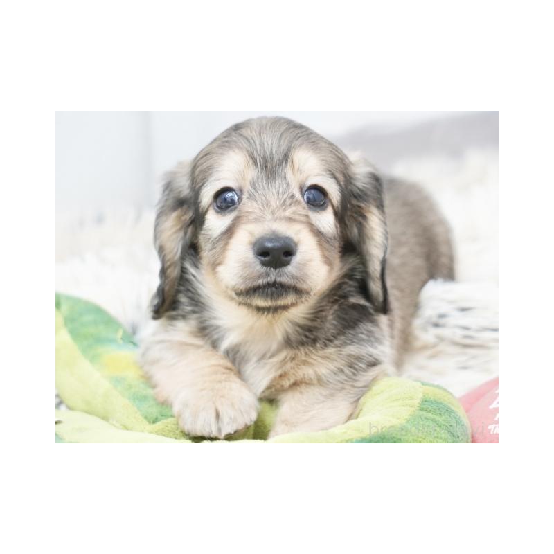 販売中の兵庫県のミニチュアダックスフンド(ロングヘアード)-425100