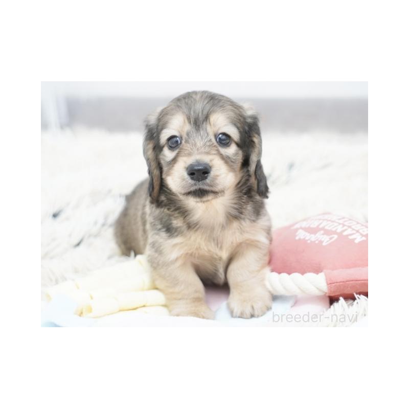 販売中の兵庫県のミニチュアダックスフンド(ロングヘアード)-425100の3枚目