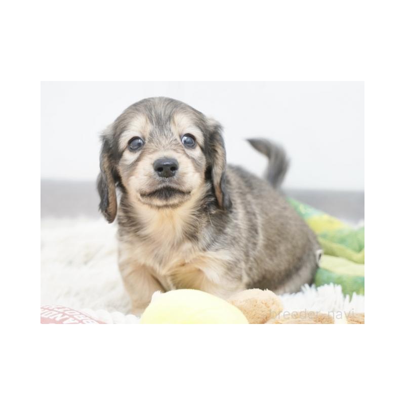 販売中の兵庫県のミニチュアダックスフンド(ロングヘアード)-425100の2枚目