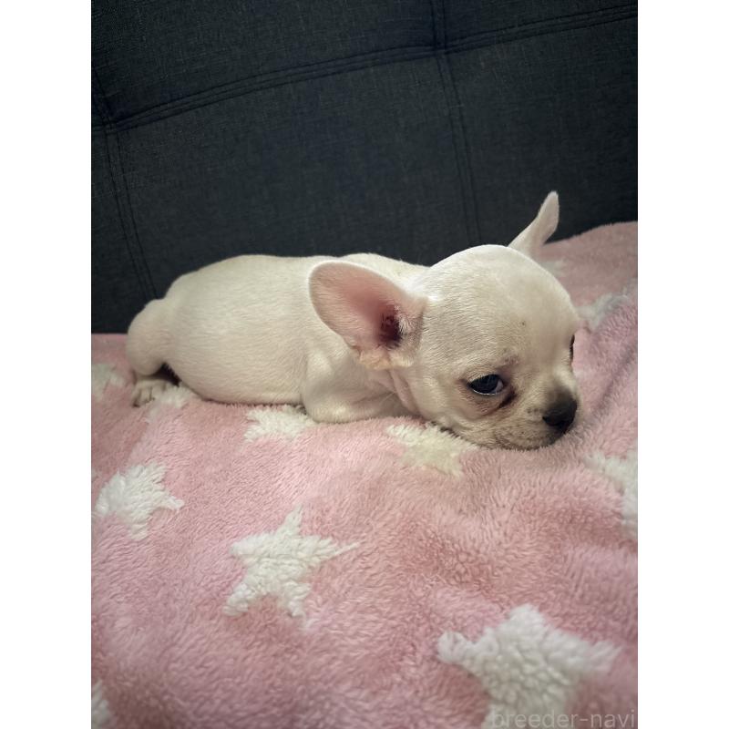 販売中の熊本県のフレンチブルドッグ-425105の3枚目