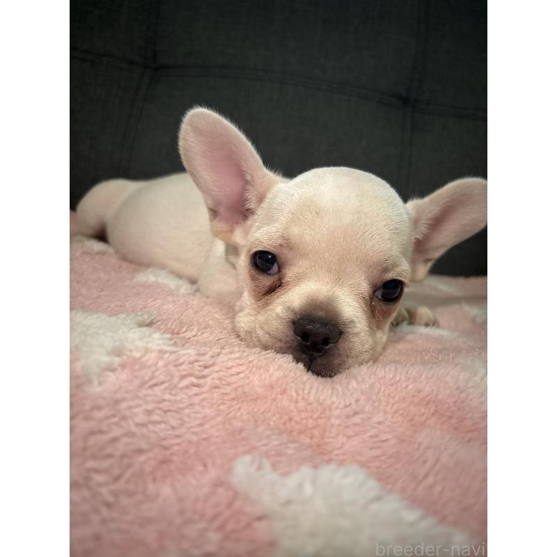 販売中の熊本県のフレンチブルドッグ-425105の2枚目