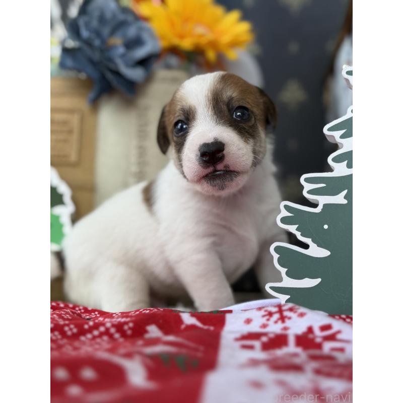 販売中の宮崎県のジャックラッセルテリア-423788の9枚目