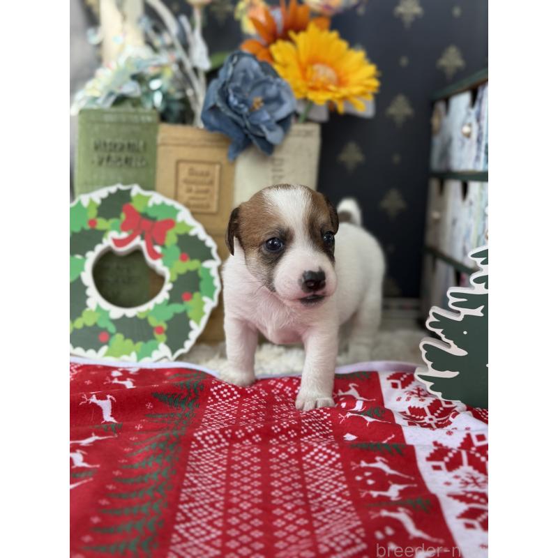 販売中の宮崎県のジャックラッセルテリア-423788の8枚目