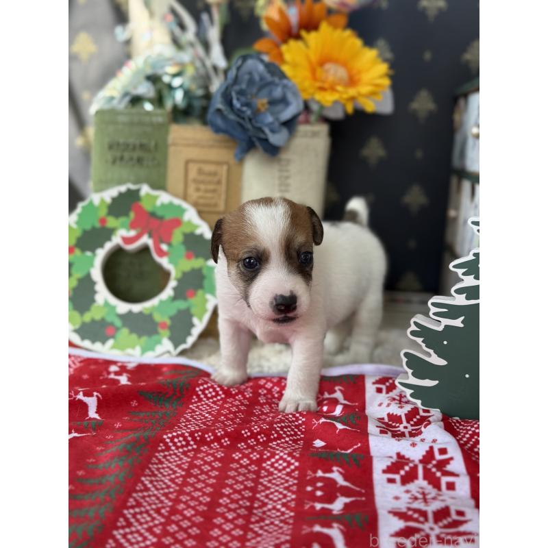 販売中の宮崎県のジャックラッセルテリア-423788の7枚目