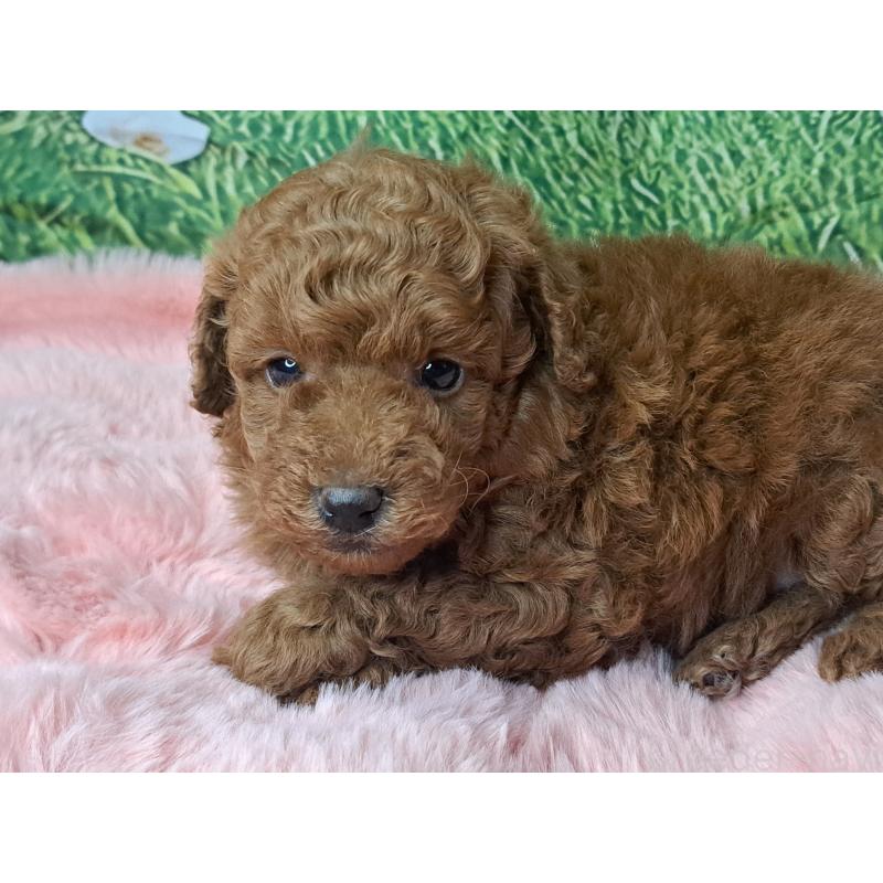 成約済の愛知県のトイプードル-423199の5枚目