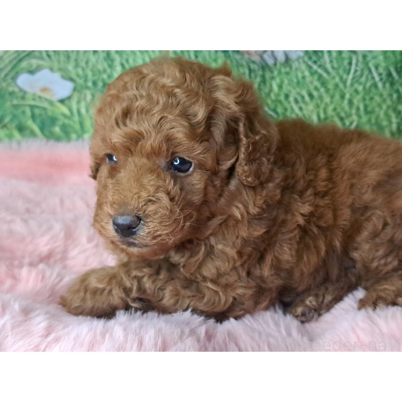 販売中の愛知県のトイプードル-423199