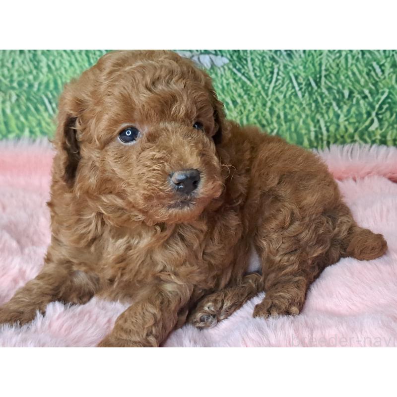 成約済の愛知県のトイプードル-423199の4枚目