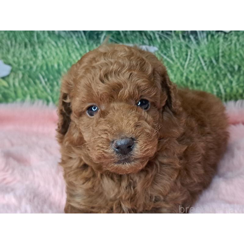 成約済の愛知県のトイプードル-423199の3枚目