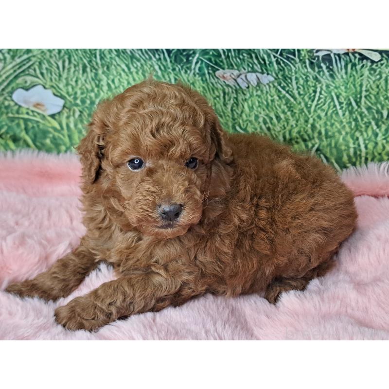 成約済の愛知県のトイプードル-423199の2枚目