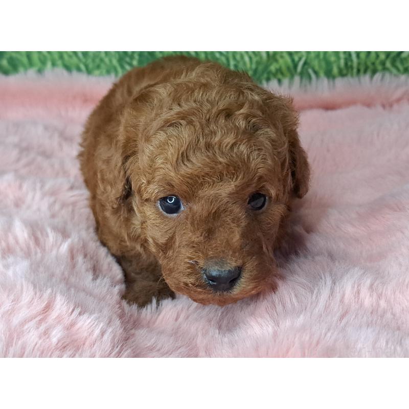 成約済の愛知県のトイプードル-423198の5枚目