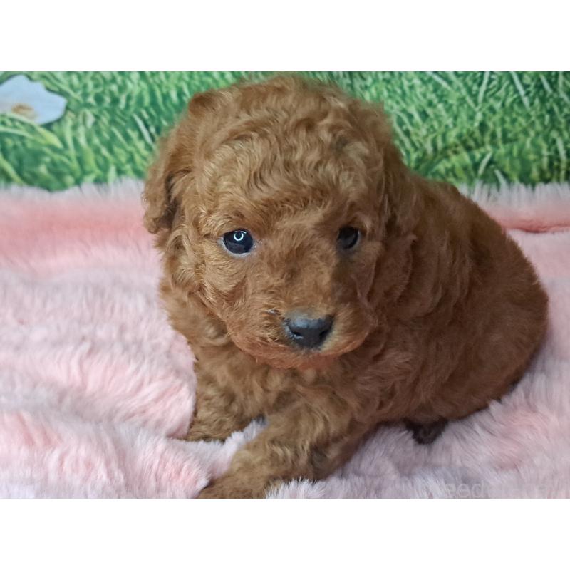 商談中の愛知県のトイプードル-423198