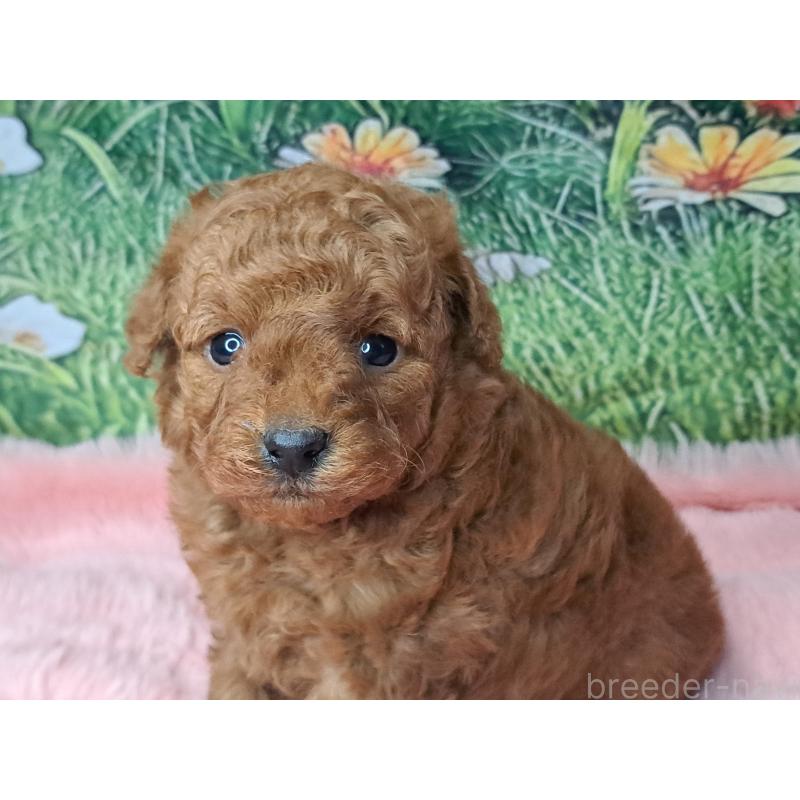 成約済の愛知県のトイプードル-423198の4枚目