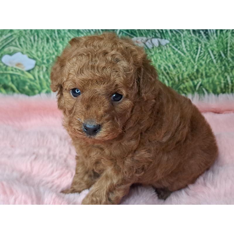 成約済の愛知県のトイプードル-423198の3枚目