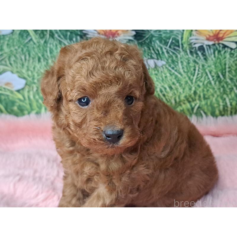 成約済の愛知県のトイプードル-423198の2枚目